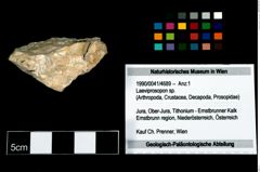 Foto (Objekt + Etikett) von Laeviprosopon sp.  (NHMW-GEO-1990-0041-4689)